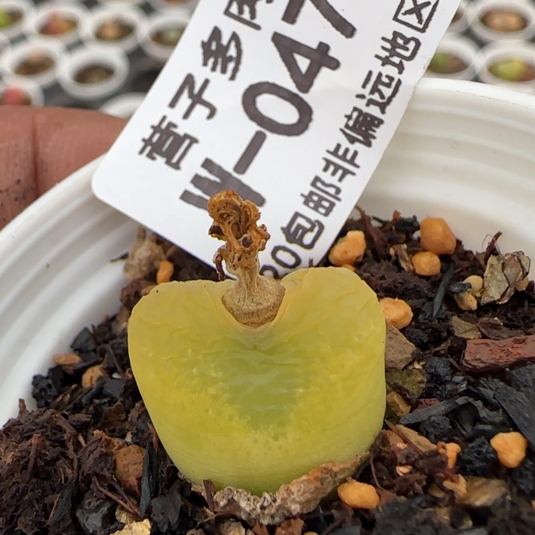 带盆土发货。     