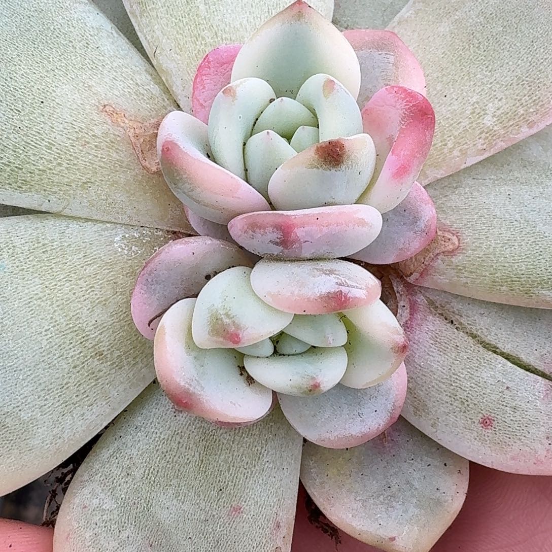 程梦露底座一物一拍