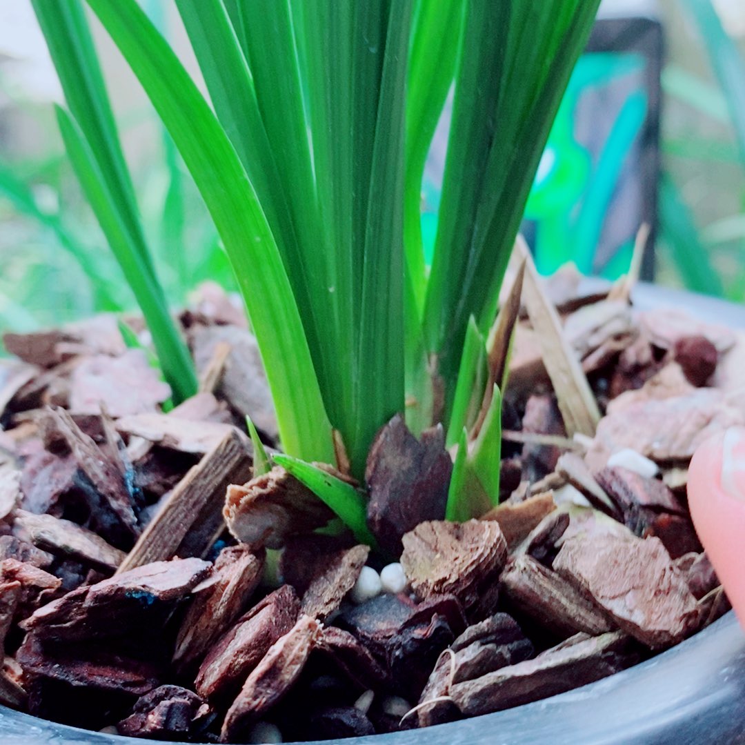 当前无花栽培后可以开花