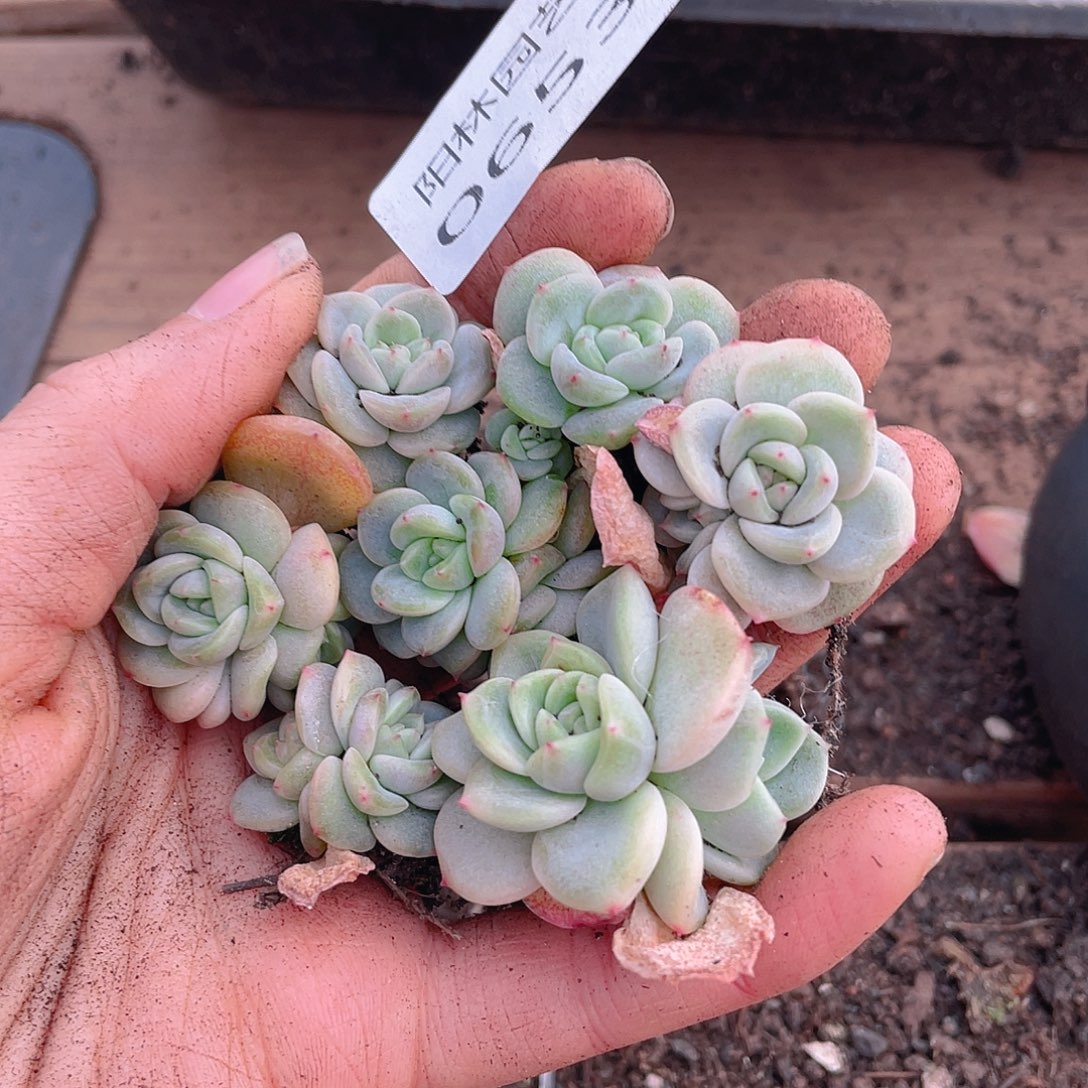 多肉植物多肉植物653