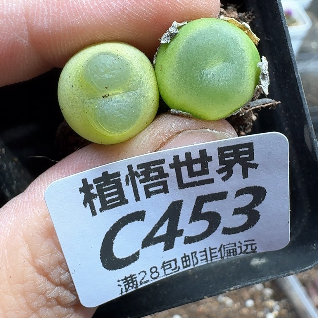 多肉植物的润泽fgb