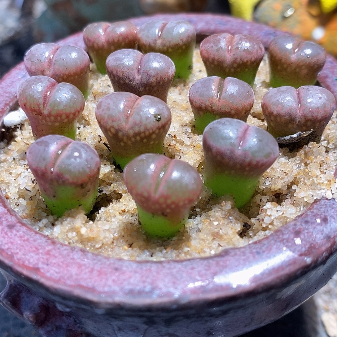 c10风铃3颗一组。      