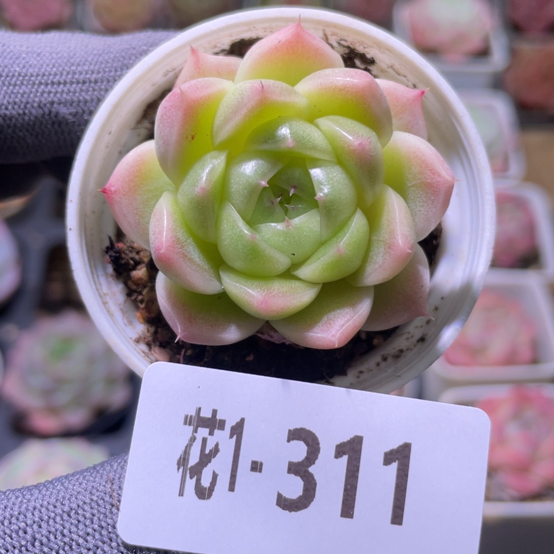 花利美1-311麦秆 