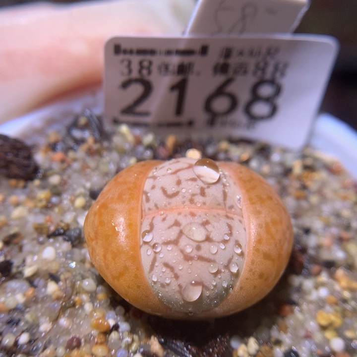 Sss精品生石花2168