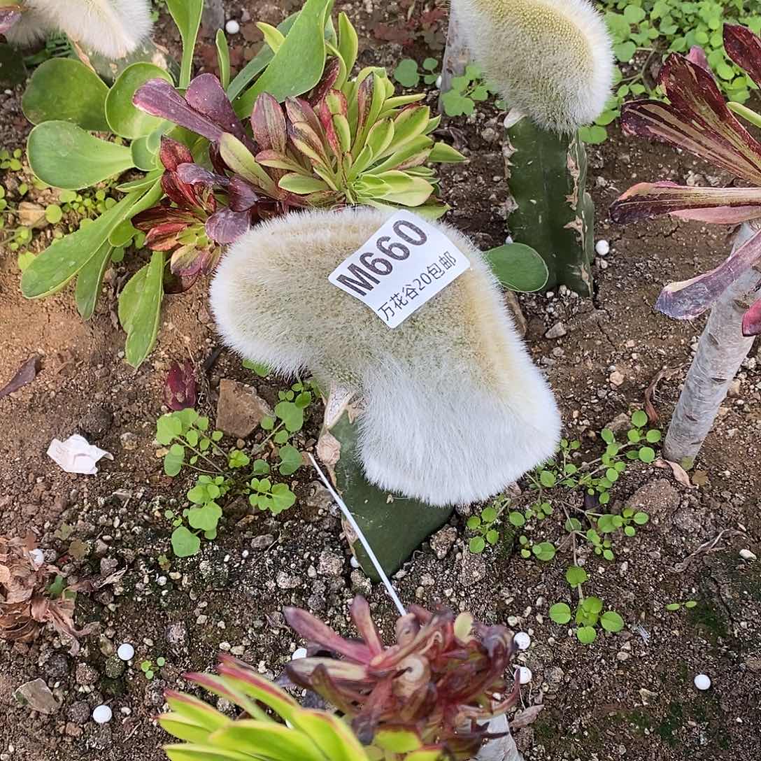 660九尾狐缀多肉植物