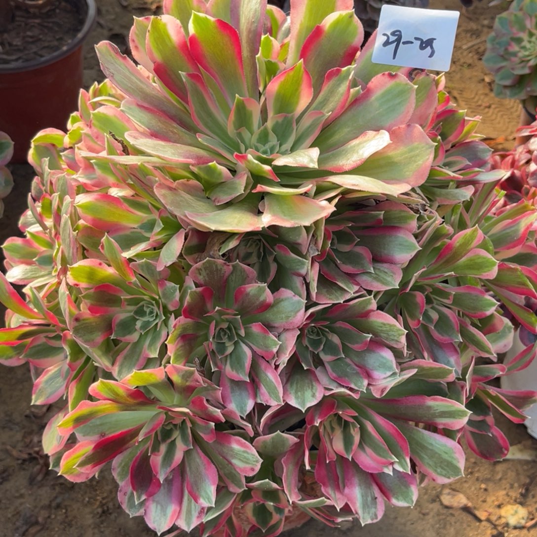 11-29-25夜罗刹法师锦