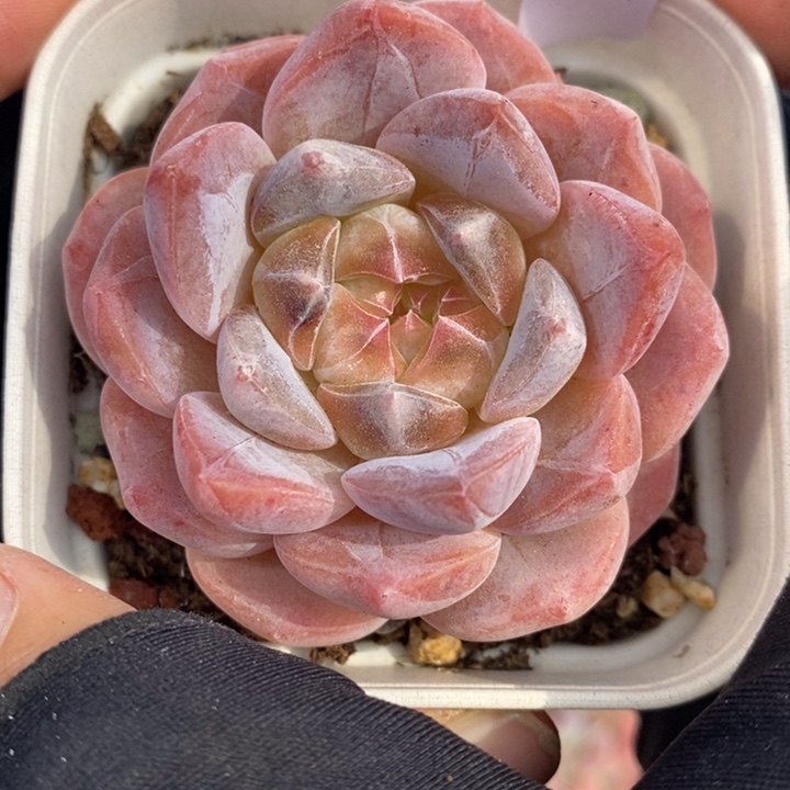 1202-611，粉魄多肉