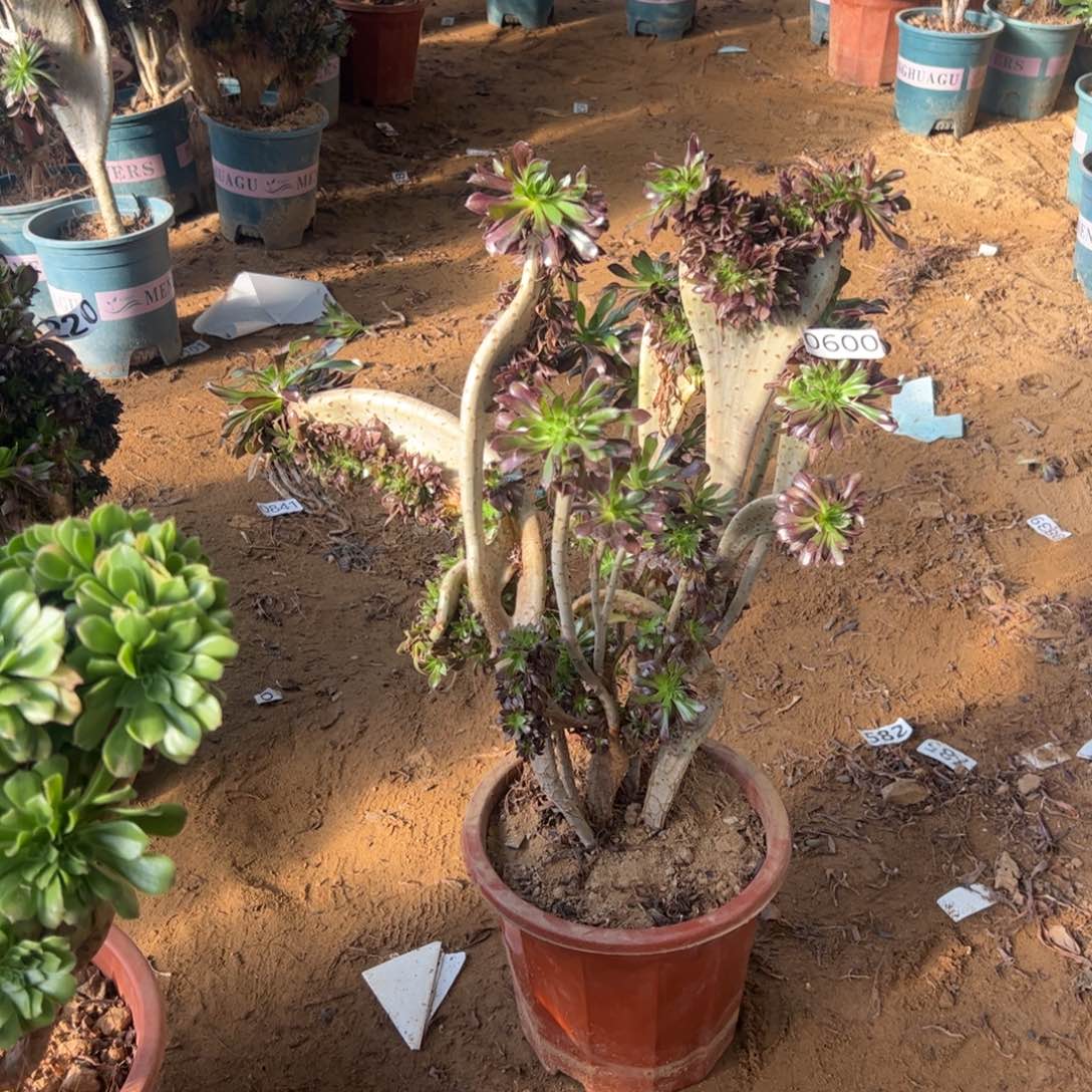 有伤黑缀600宽高40厘米