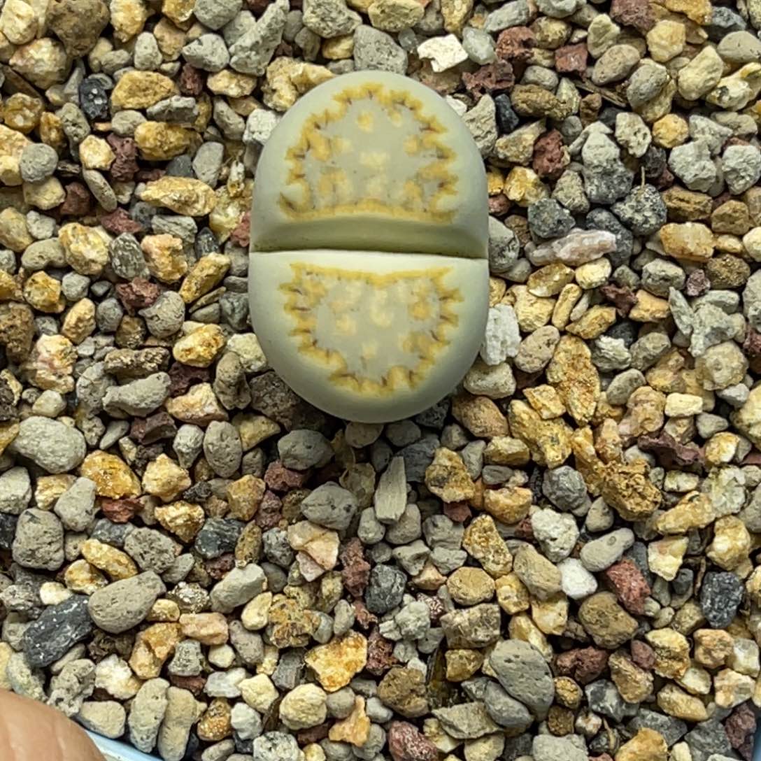 6739黄绿饼干1尺寸2.0