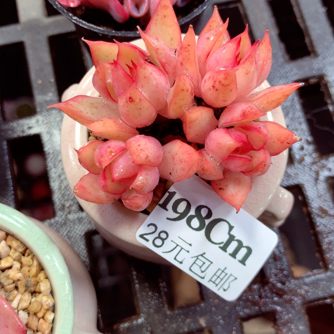 5厘米盆精控多肉198