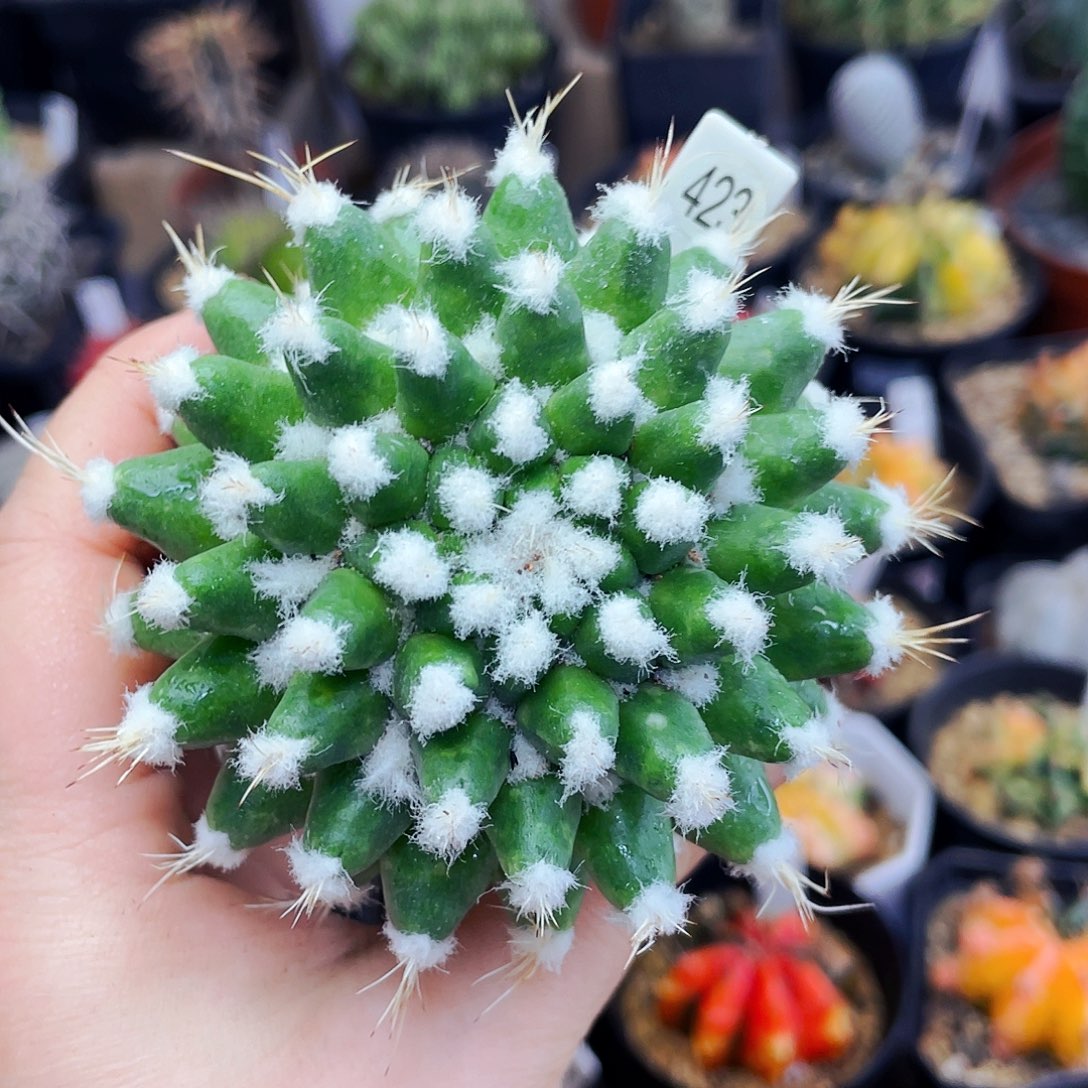 非偏远地区满25包邮仙人球