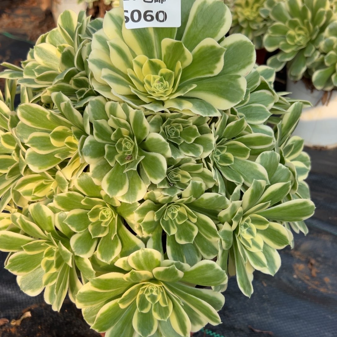 060冷月，满20包邮嘟叮熊