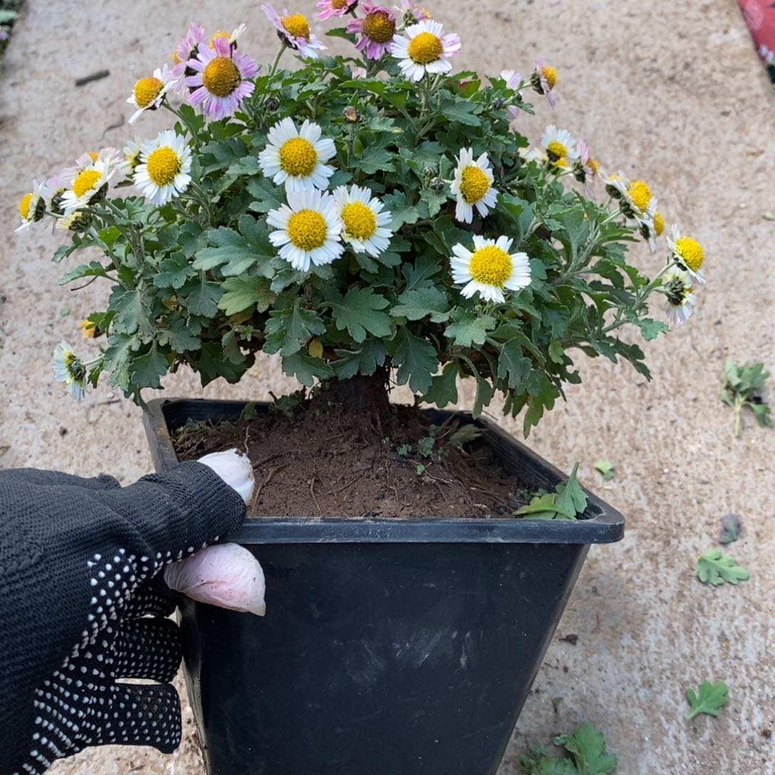 n***y无花朵盆景盆景盆景68