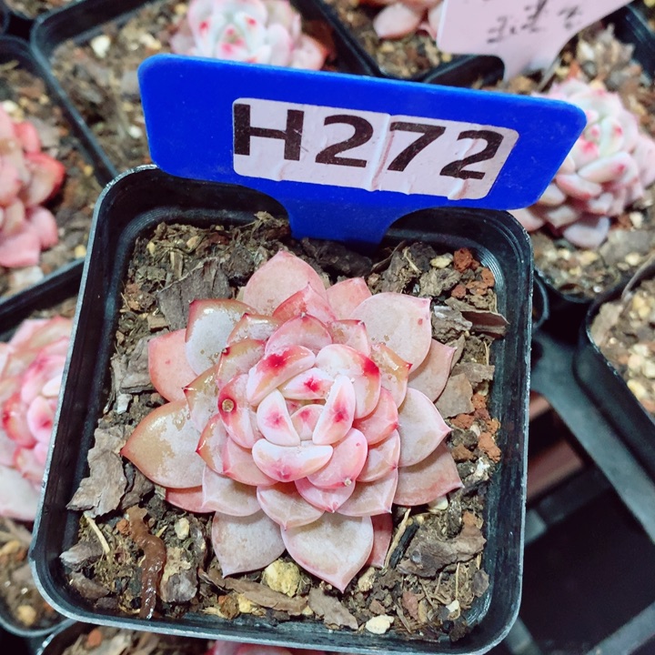 星星橙5cm多肉植物
