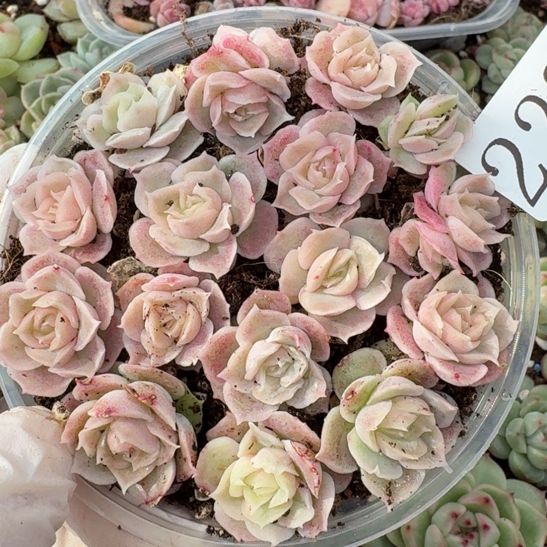 多肉植物多肉植物223