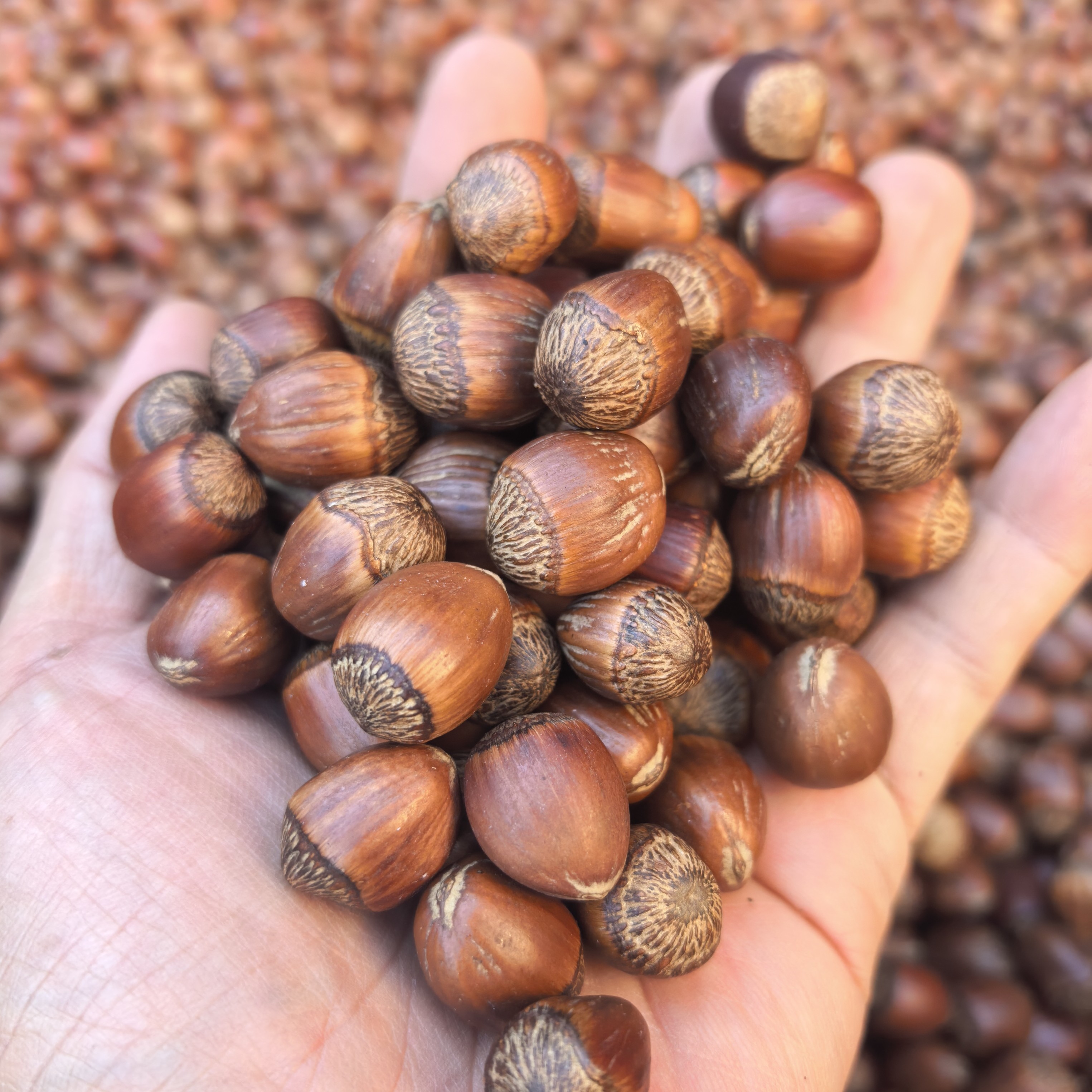 东北大榛子薄皮榛子达维中果榛子炒熟坚果