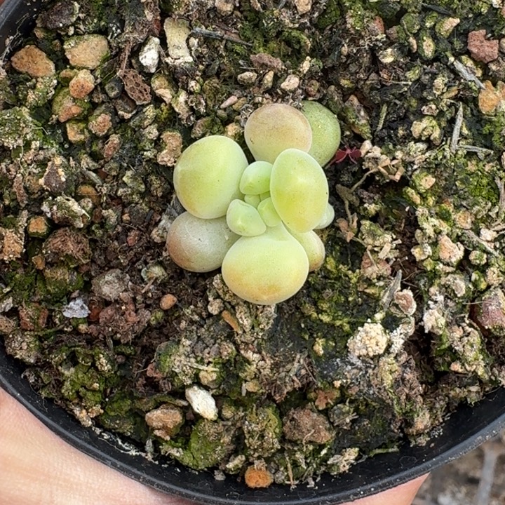 库克 叶插 一物一拍