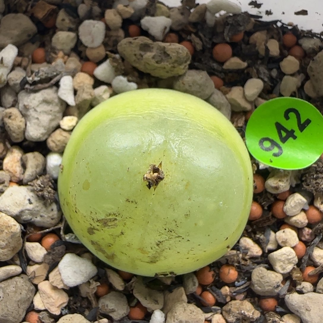 拉登2.5福利多肉植物128