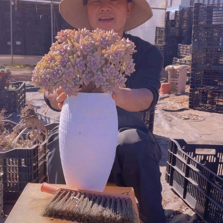 140淡雪缀化一物一拍微）