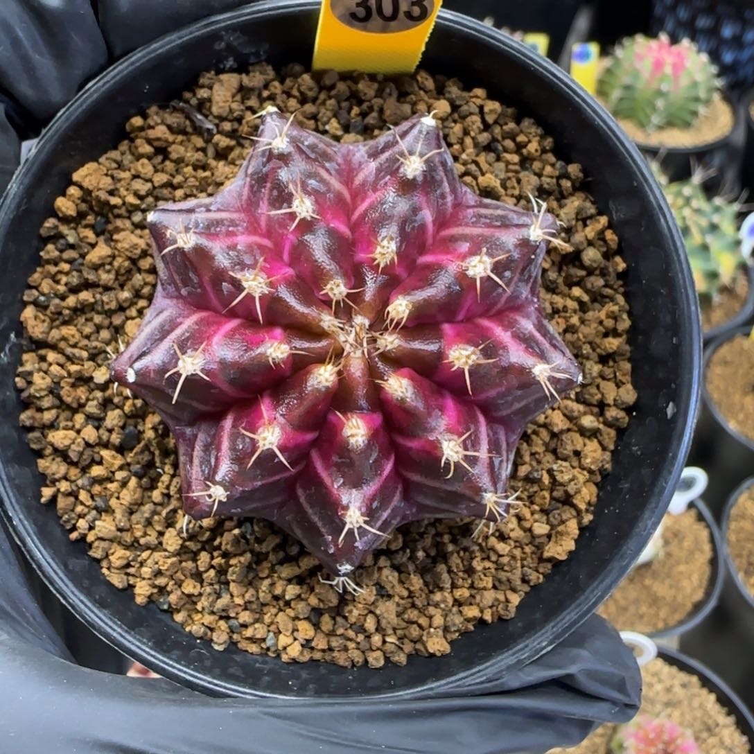 303号泰系实生轮回