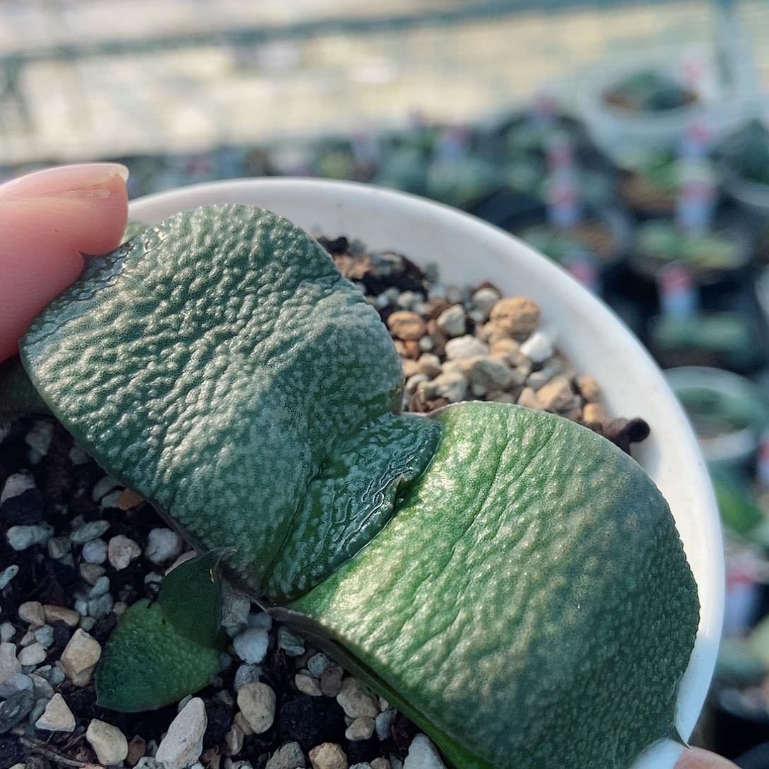 881卧牛实生带盆发货