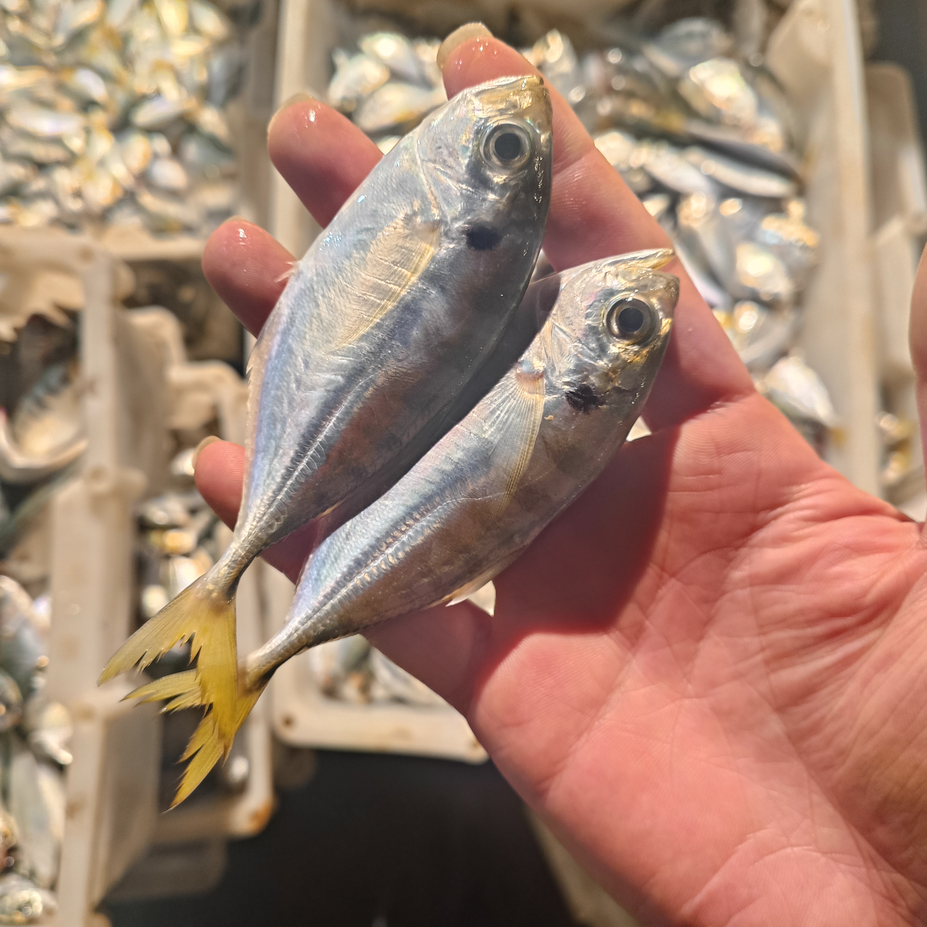 湛江新鲜结尾鱼5斤 西瓜皮 煮汤砂锅焗椒盐 顺丰发货