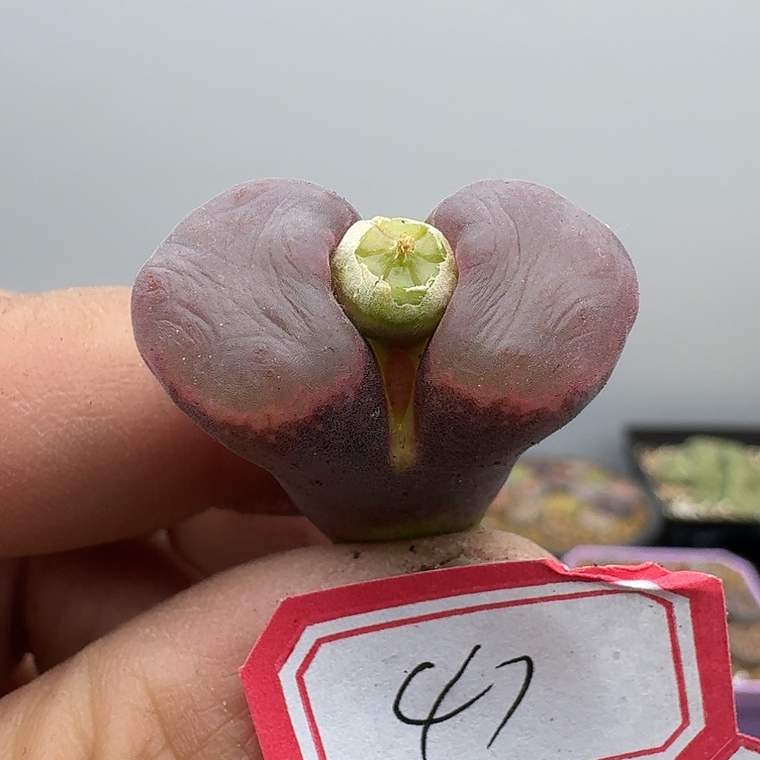 47多肉哈哈哈哈哈哈哈