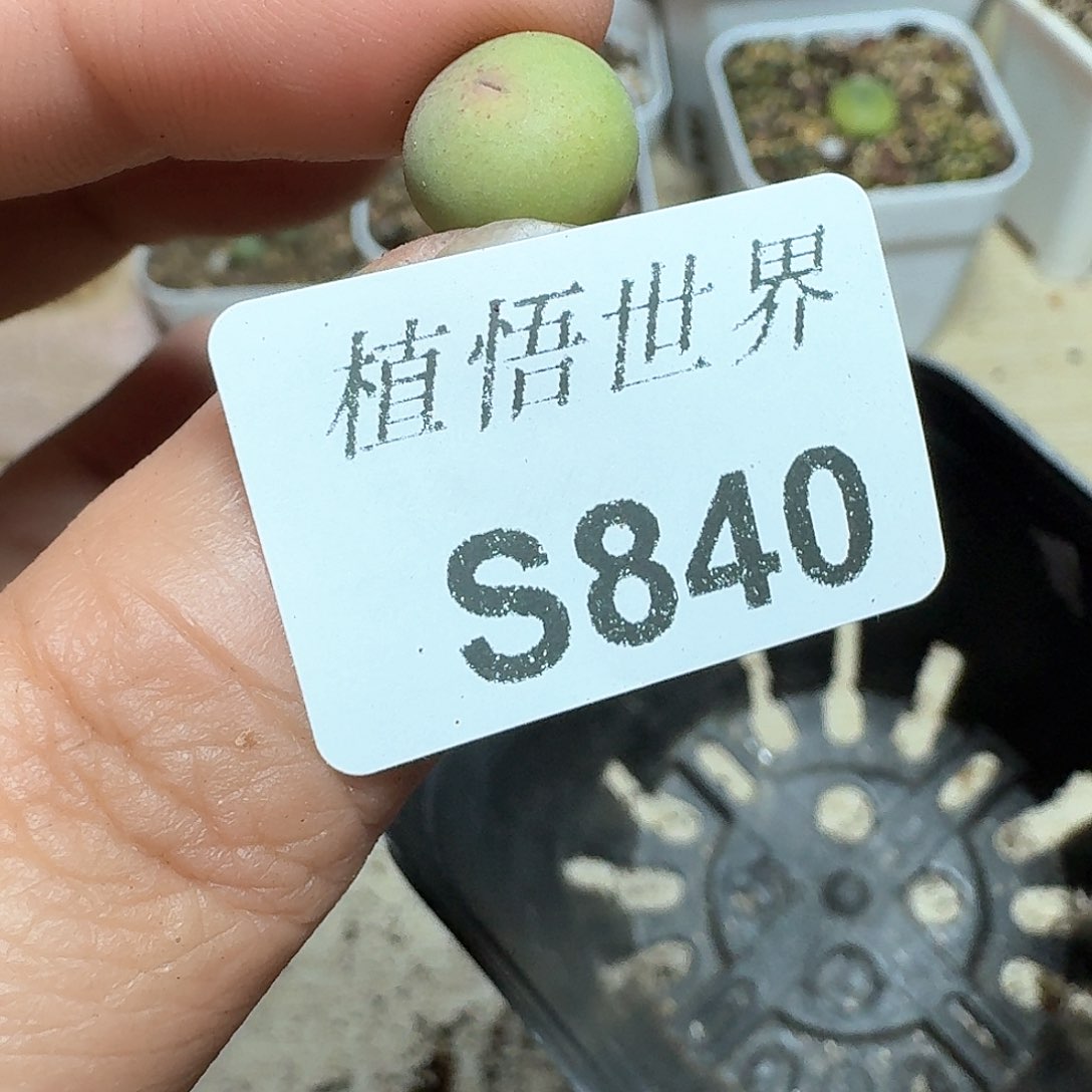 840号多肉植物哇c