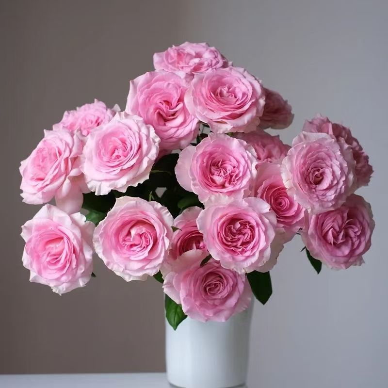 【洛神玫瑰】店铺福利 店铺买满2单包邮  5单送配草