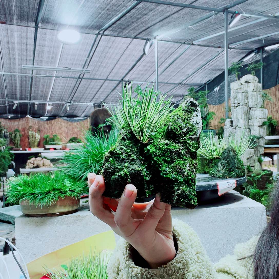 用***3当前无花栽培后可以开花