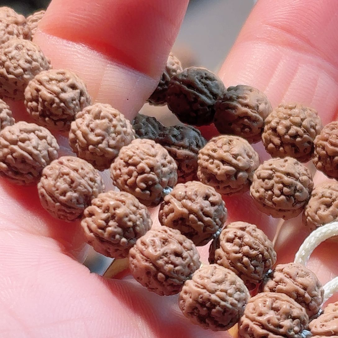 我***印度尼西亚小金刚葛地利纯血一代龙7加双串