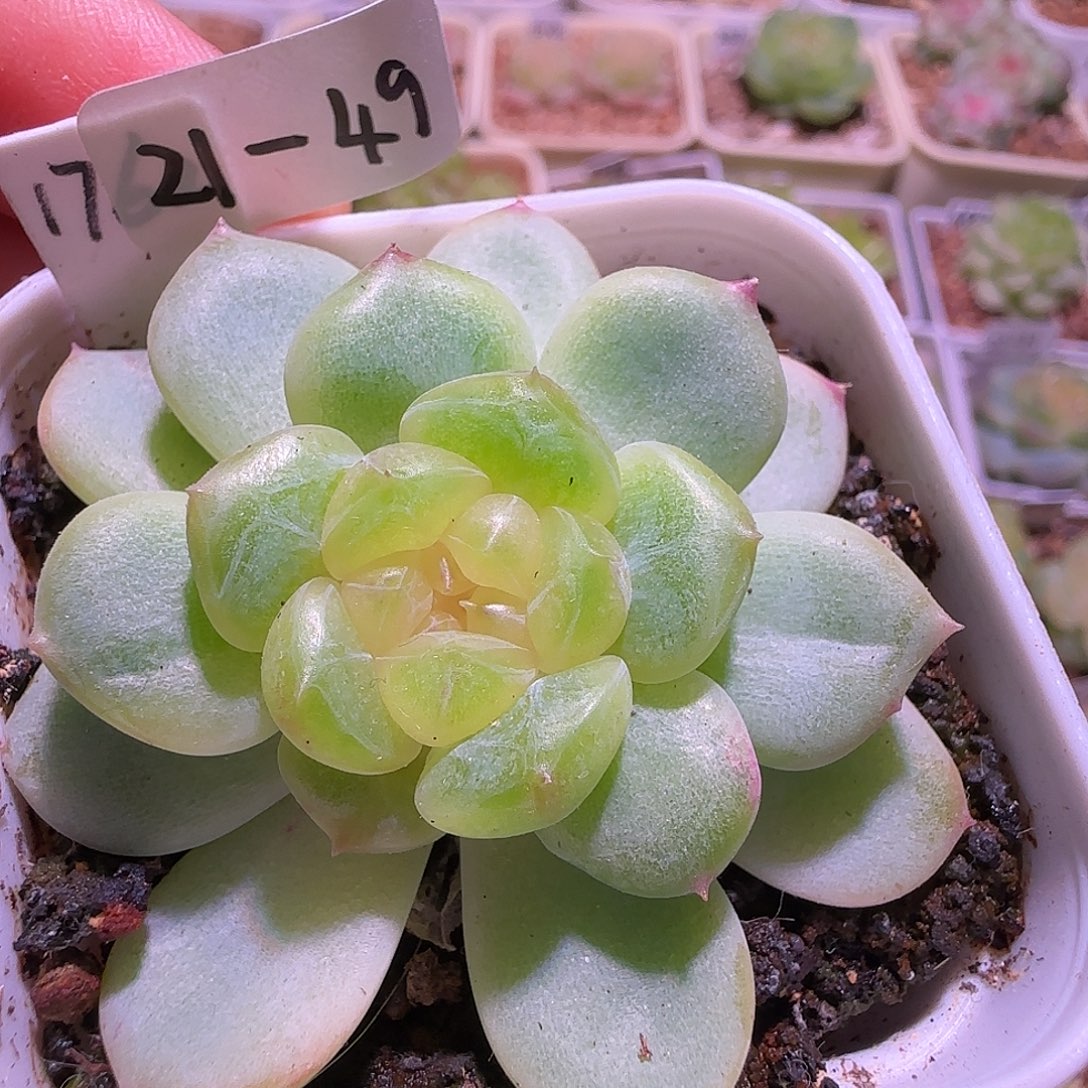 21-49福利甜心1762单头