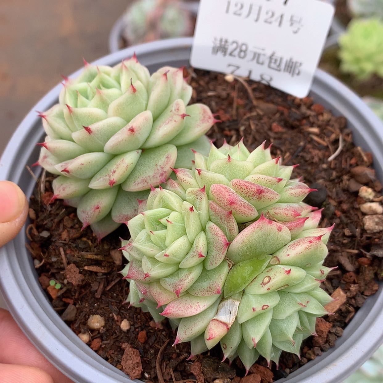【闪购商品】云717号圆脸麦秆