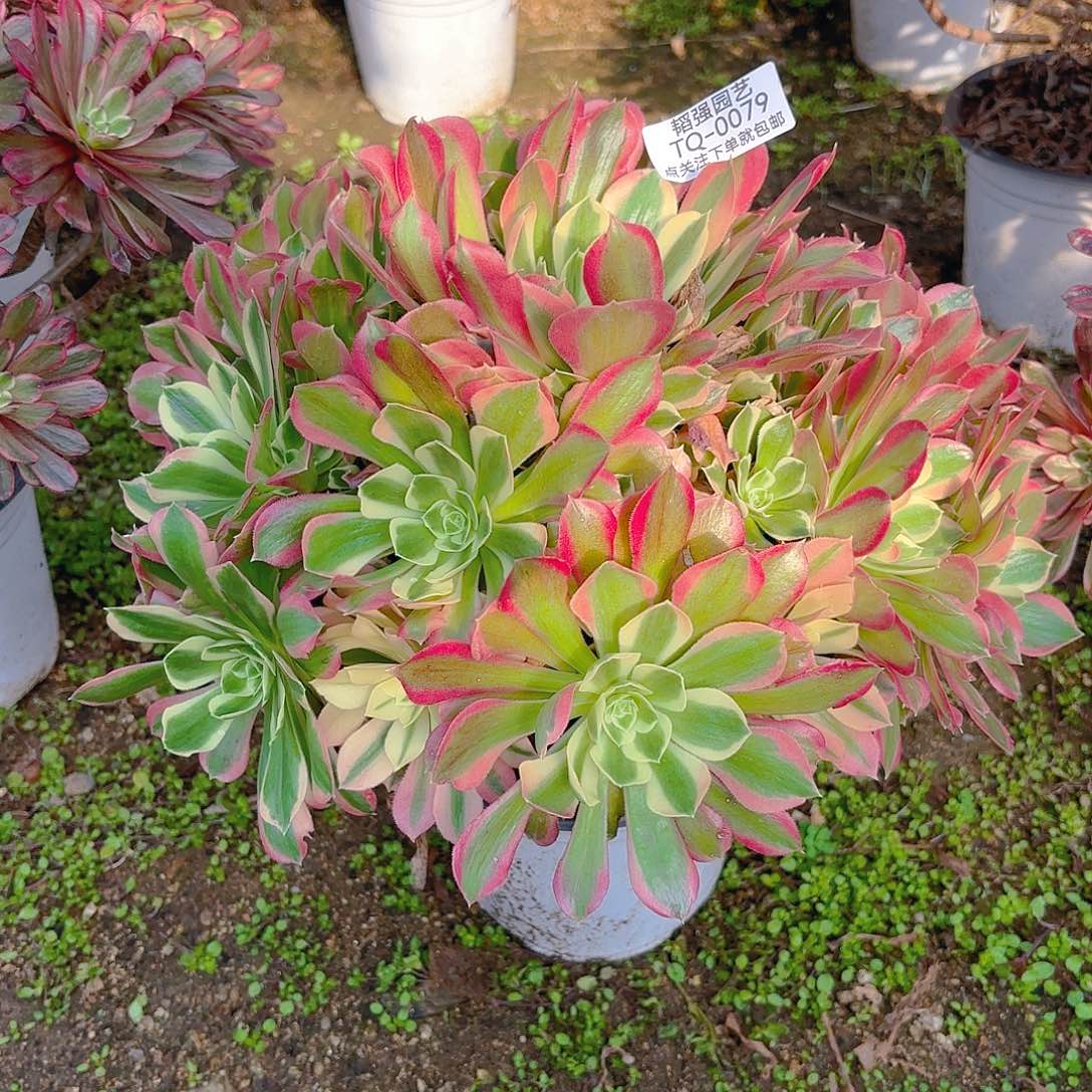 雨花石多肉植物79园艺