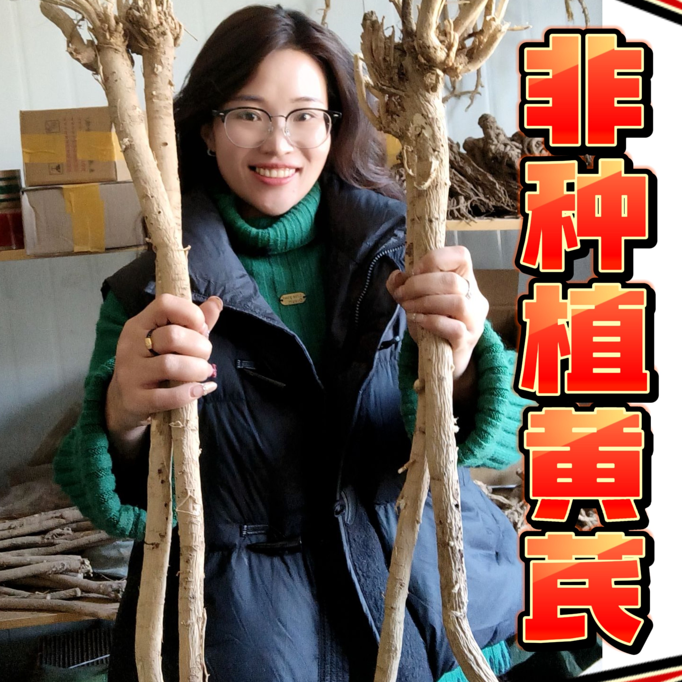 甘肃深山采挖黄芪按条出售产地直发