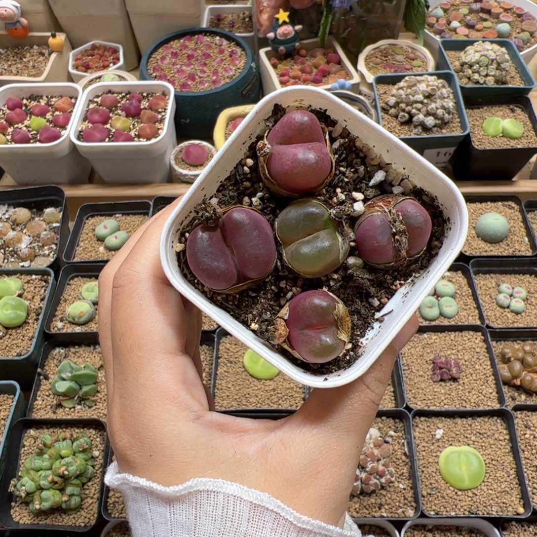 【闪购商品】121 带盆