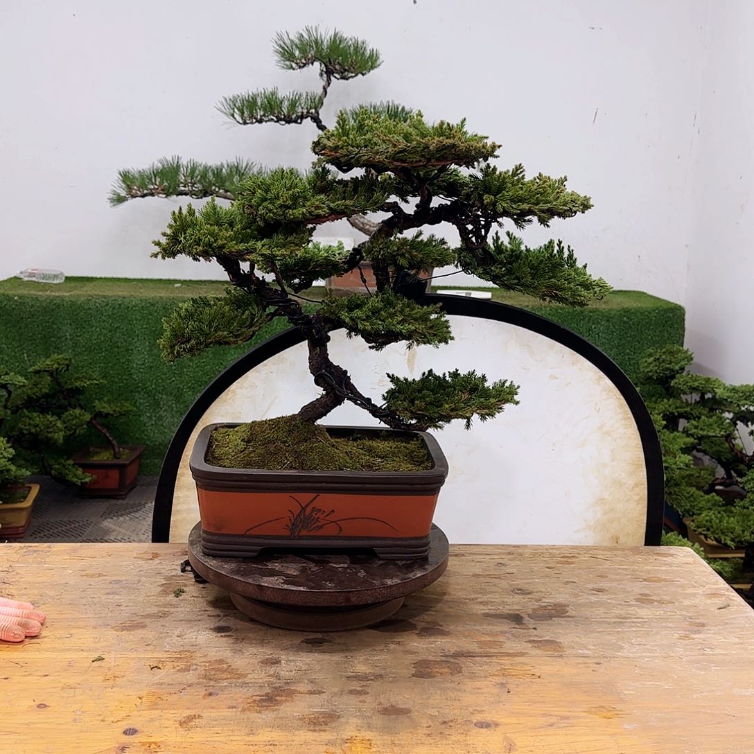 盆景盆景盆景盆景