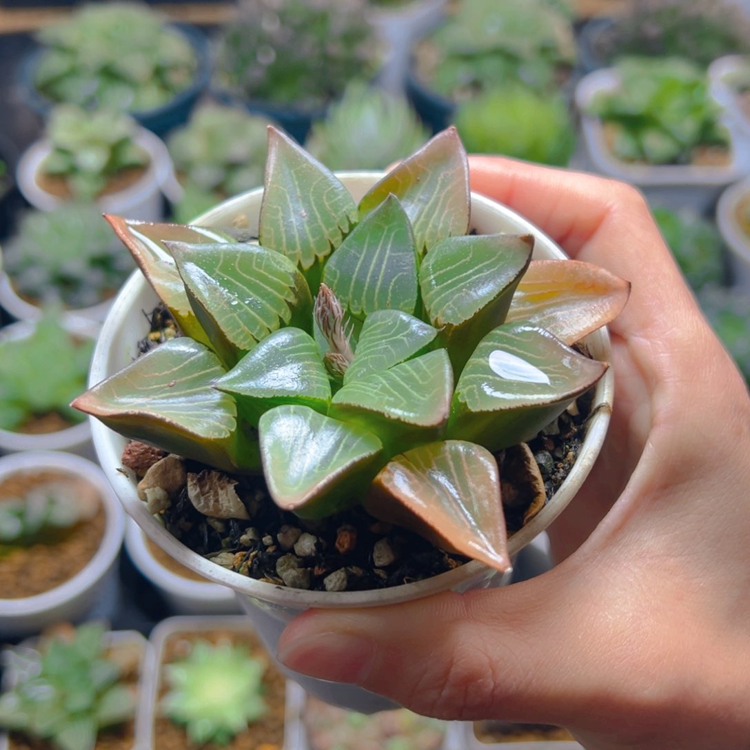 花影克玉露多肉多肉