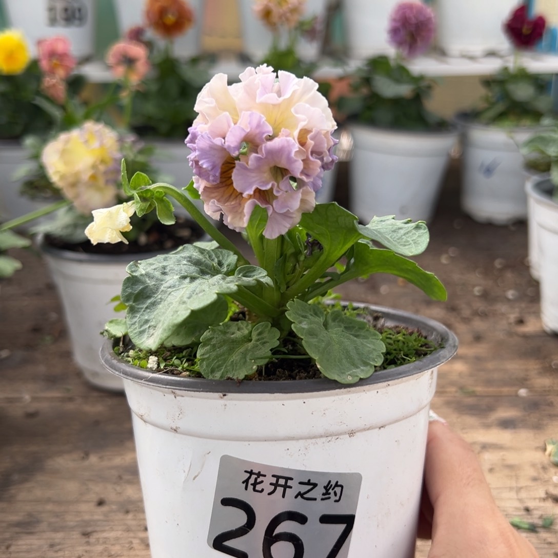 【闪购商品】完全开放267号