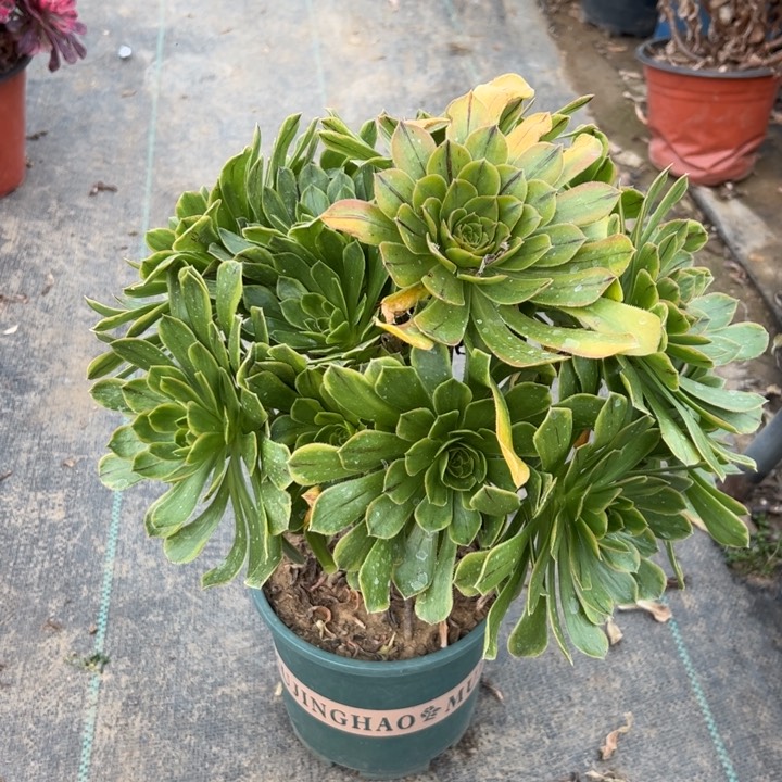 虞姬多少多肉多肉25