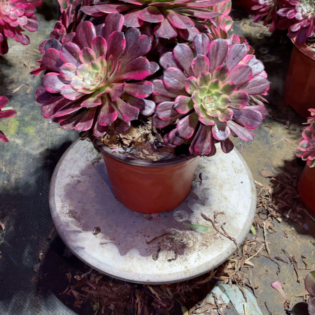 多肉植物黑金钢274