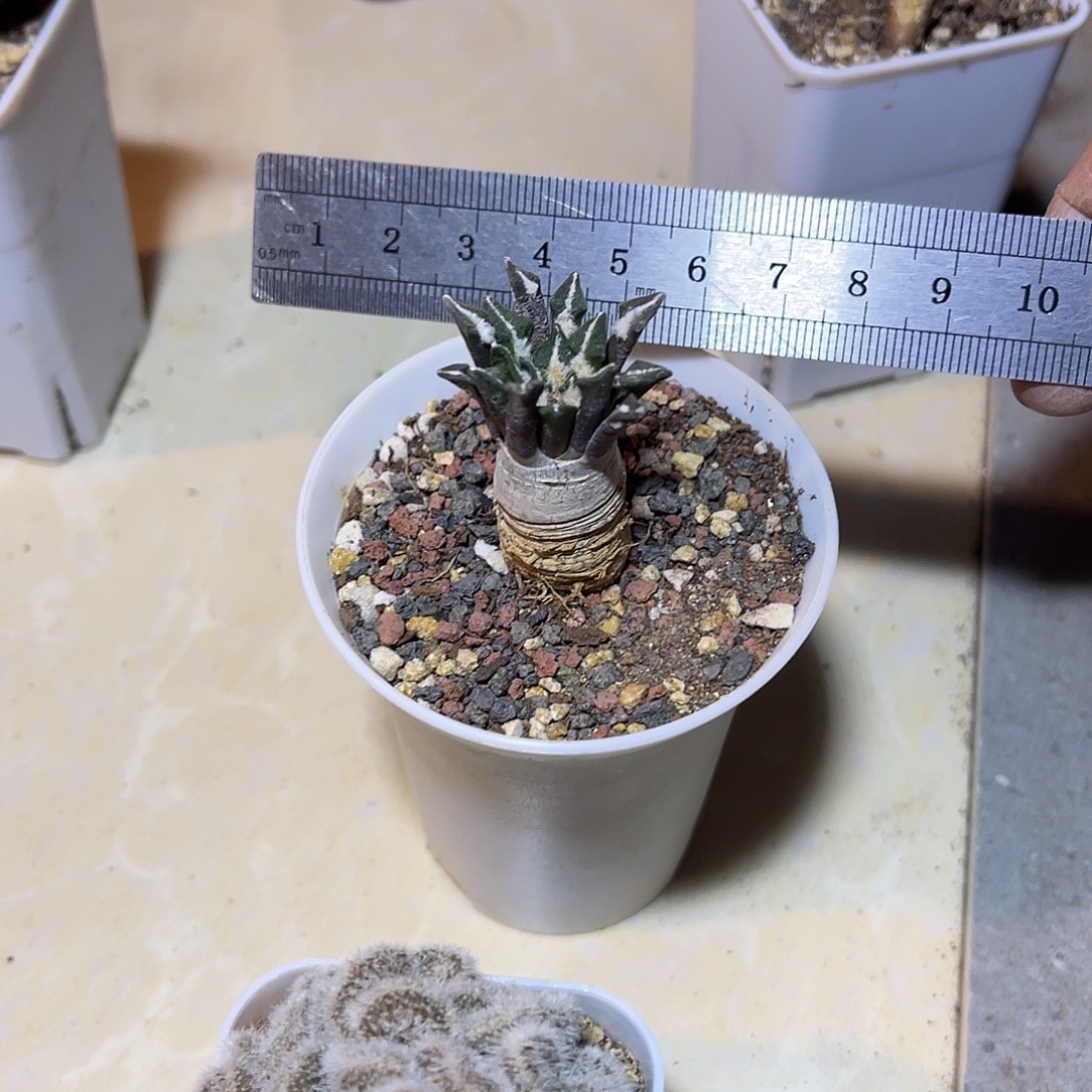 实生黑牡丹一物一拍