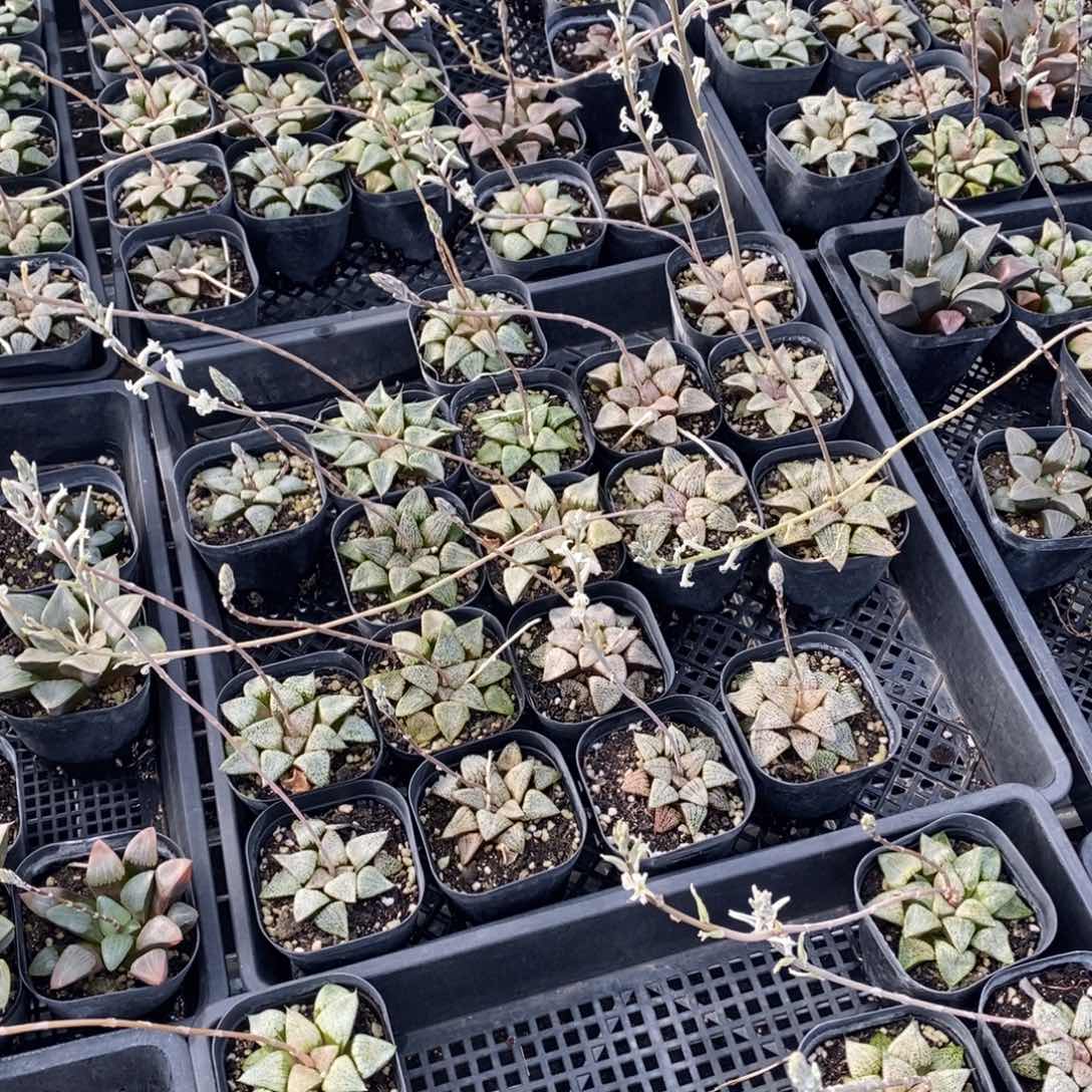 6颗随机发，克，康，白，实生，寿