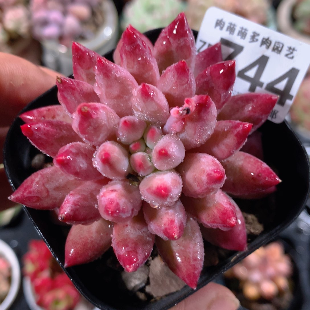 5CM拇指盆精控多肉ZD744