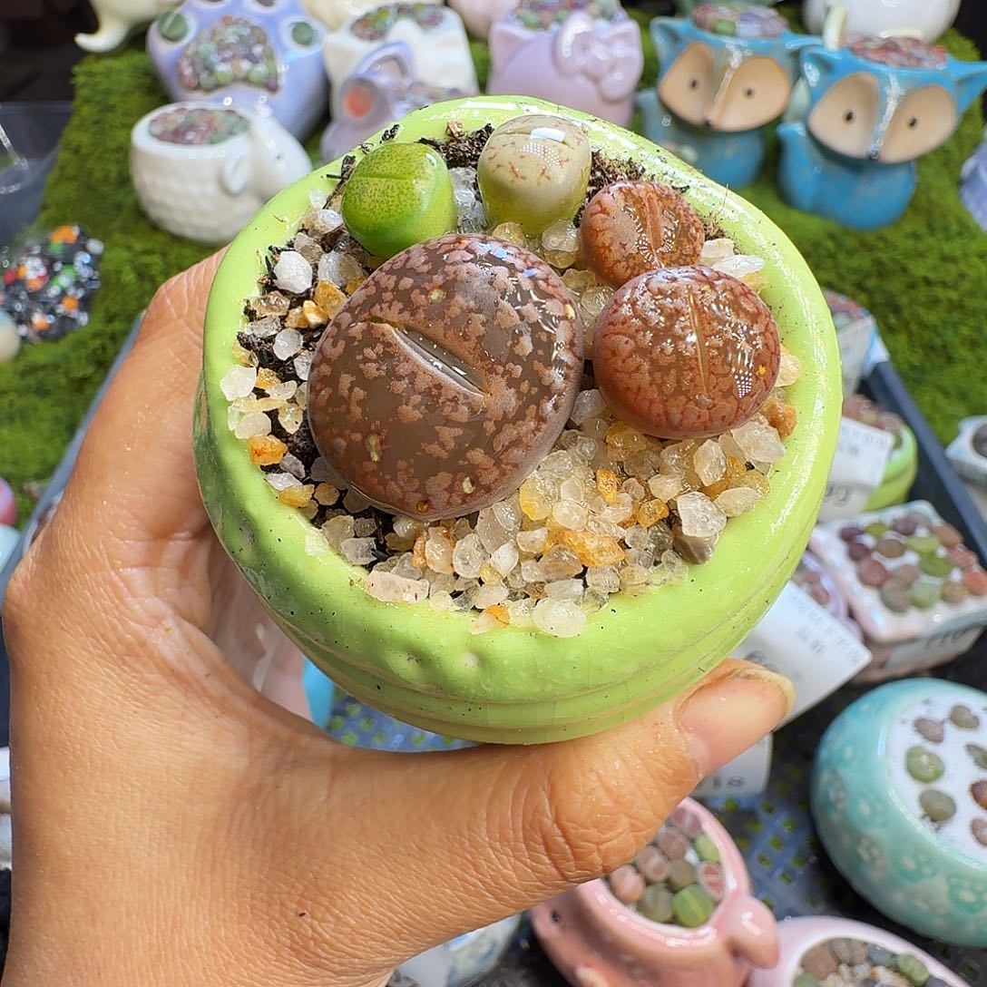 多肉植物开播福利728