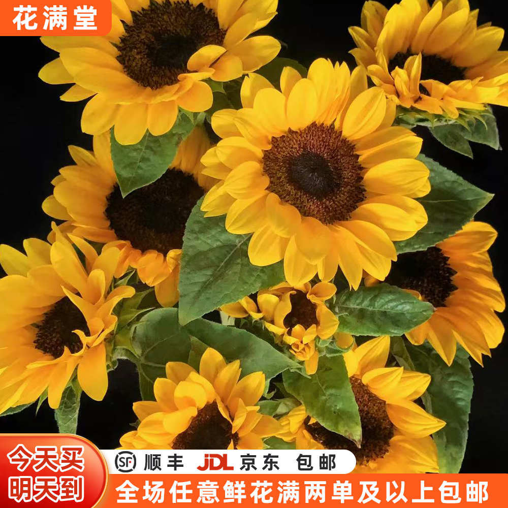 【心心向阳】向日葵3枝·单品鲜切花·全场两单鲜花顺丰包邮·基地直发·鲜切花批发·家居花DIY·生活鲜花·鲜切花