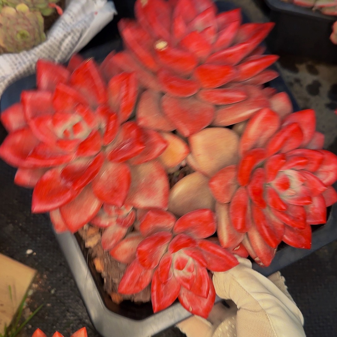 彩***笑赶紧来咯摸摸摸摸摸摸摸摸