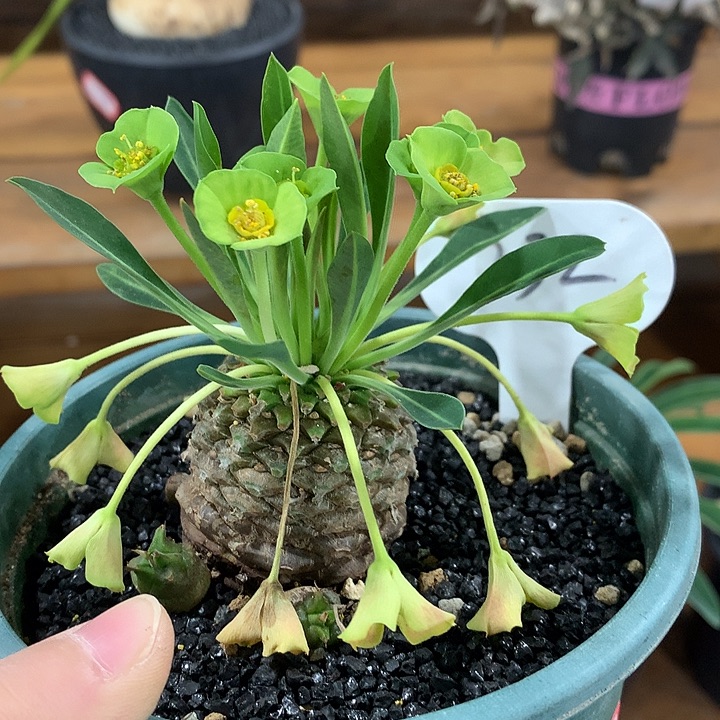 232铁甲丸4公分66666666