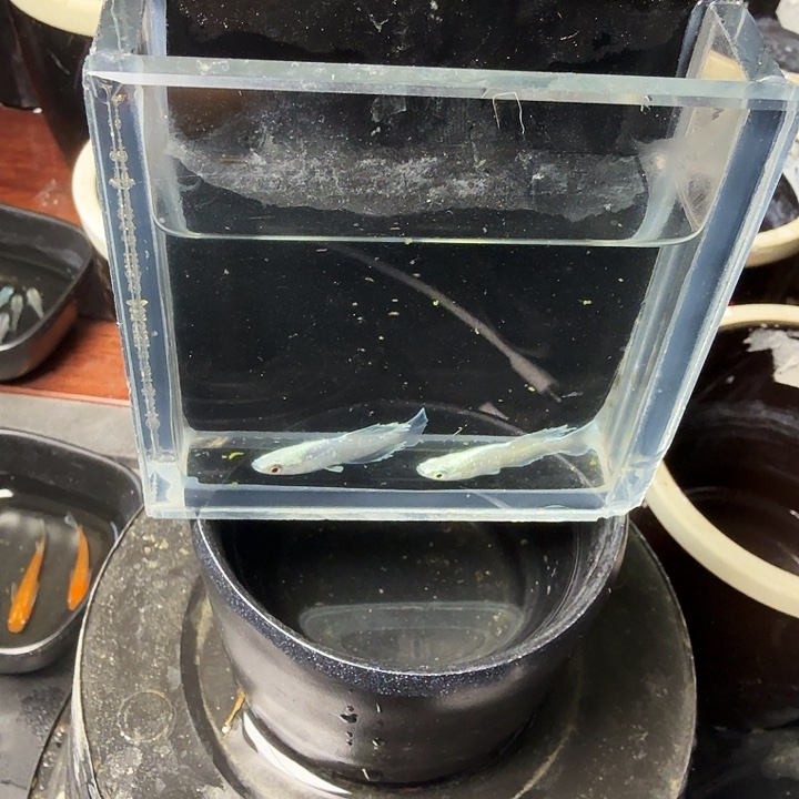 青鳉鱼20号拍品光体玛丽亚