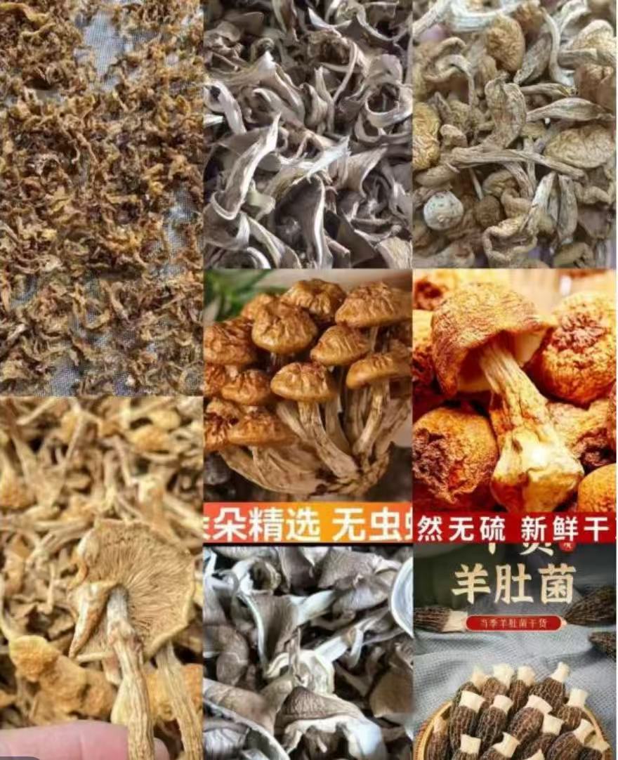 A008备用链接  高端品质  香菇菌子  现收山货